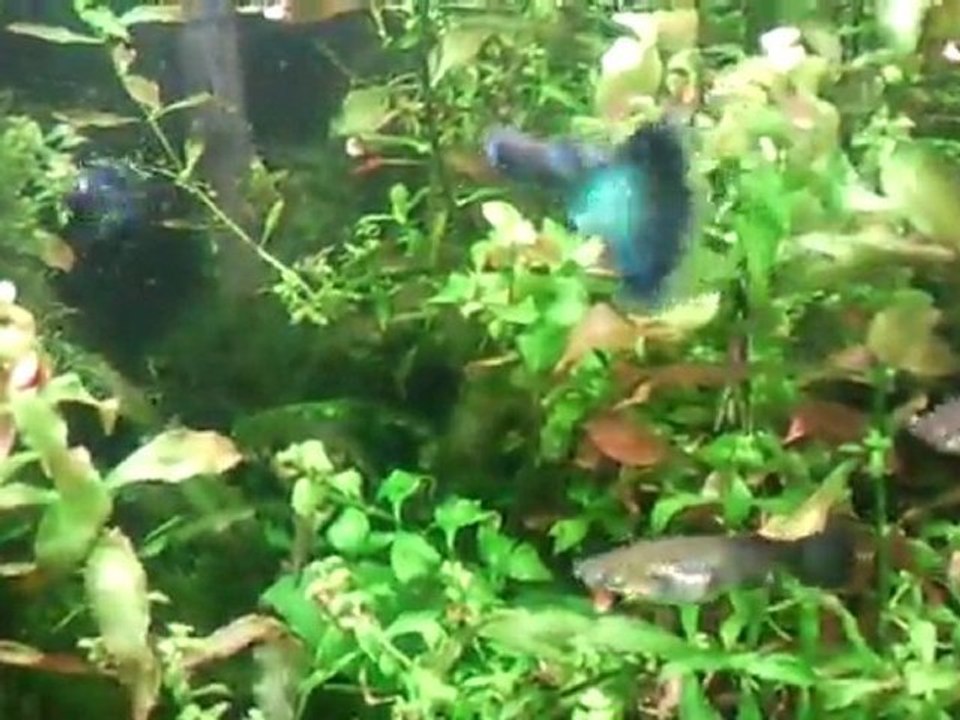 Video0043 benim dünyam