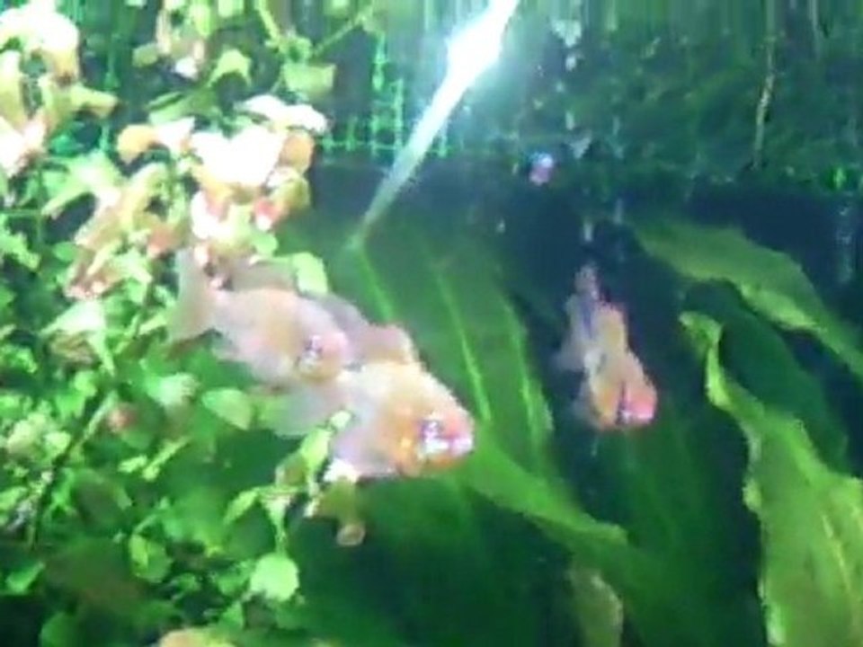 Video0046 benim dünyam