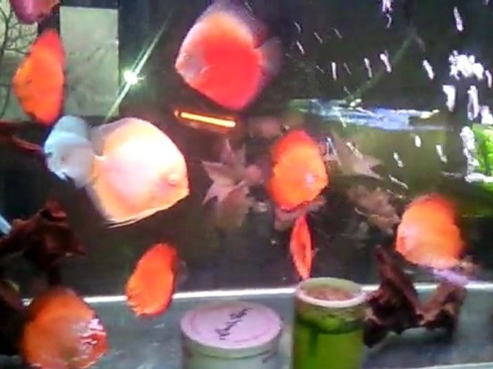 Video0045 benim dünyam