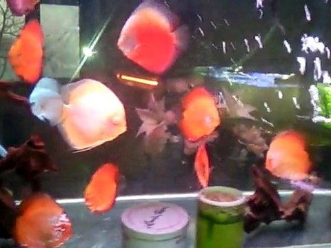 Video0045 benim dünyam