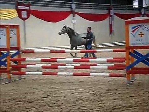 Etalon Arabe UMAR presentation Etalon Cheval prestige st etienne de tulmont 2012