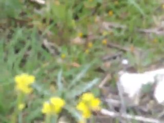 GÖKÇEYAKA FİNİKE (LEVENT)