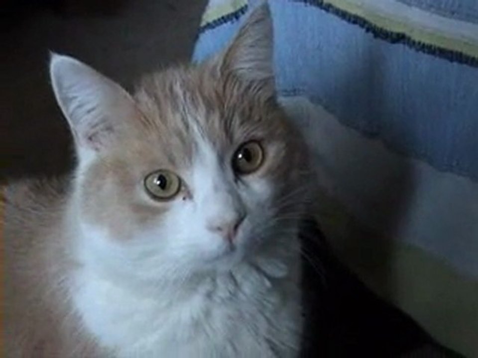 Le chat