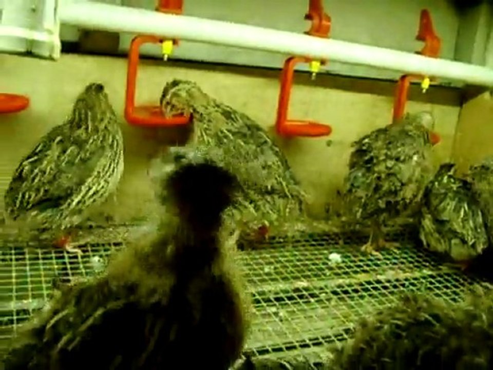 el yapımı bıldırcın keklik suluğu nipel suluk partridge, quail waterer