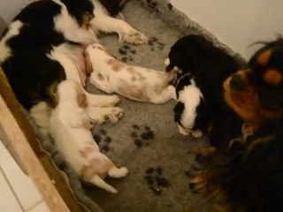 étna cerise et les bébés 11/03/2012