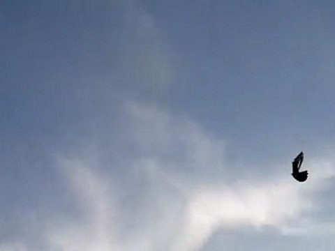 taklacı güvercin videoları,,ferdi bayrak ,,kadıköy istanbul,,TRABZONLU