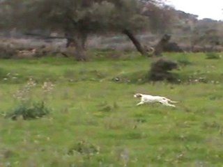 ARNO MEMIS DI KOS - CİCİ DEL AKGÜN