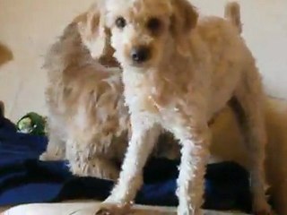 P3090081 Les petits monstres!!!!!!