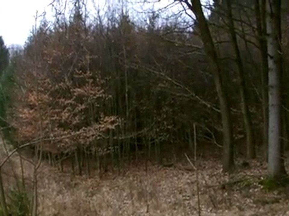 Waldvogel