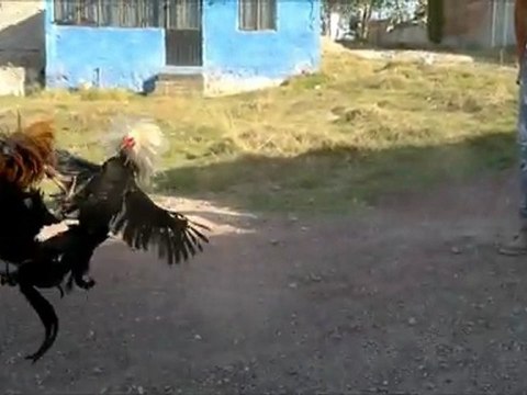 Topas Prieta Linda Gallos para FC