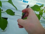 How to Plant Pepper Plants (Hydroponic Greenhouse)