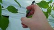 How to Plant Pepper Plants (Hydroponic Greenhouse)