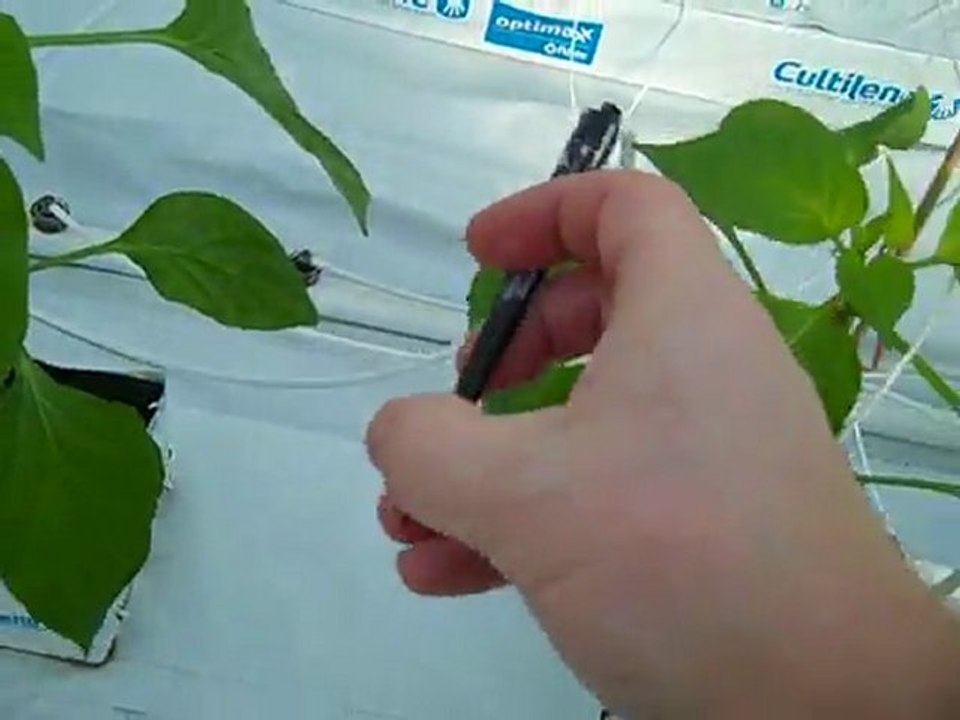 How to Plant Pepper Plants (Hydroponic Greenhouse)