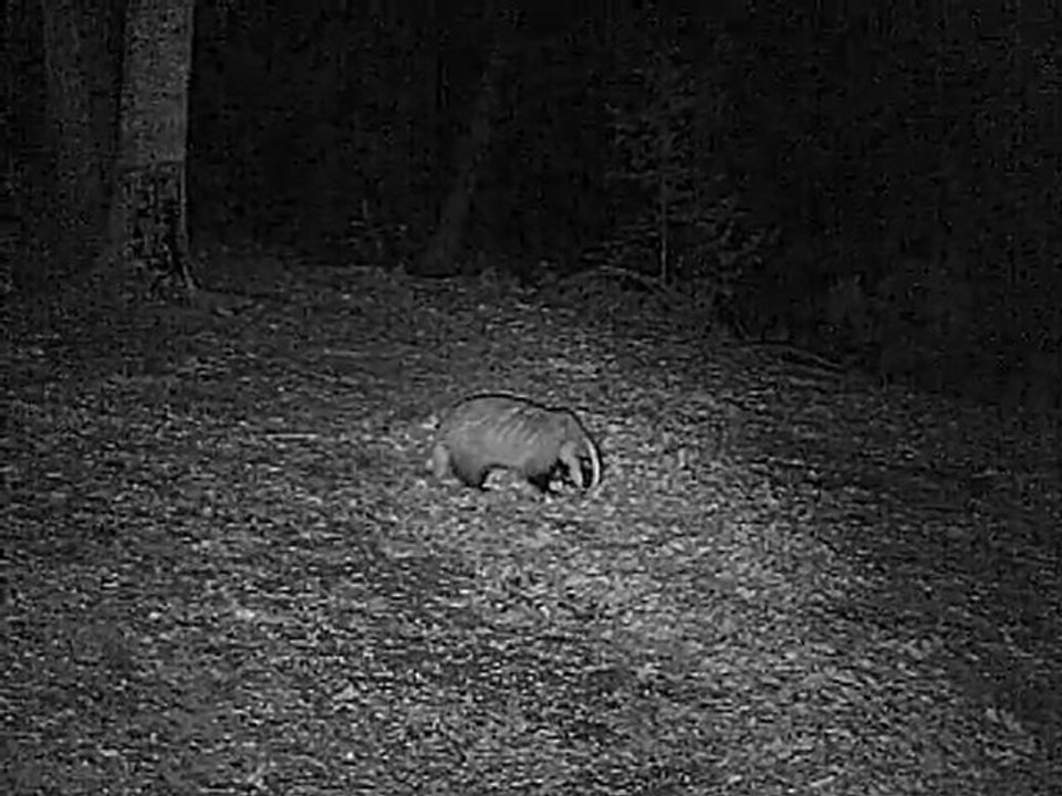 petit chevreuil amoureux