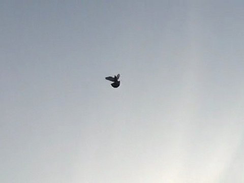 taklacı sefer güvercini ferdi bayrak- sefer güvercini,,TRABZONLU