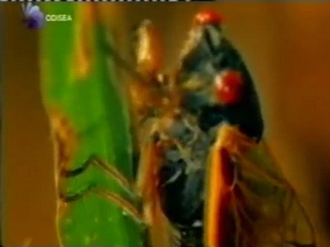 La cigarra periodica: Eclosion matematica (Numeros primos)