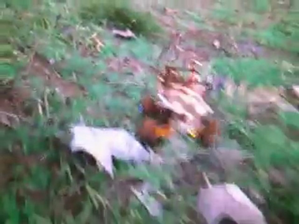 1/36 team losi micro T rc tamiya wild willy in action in garden.wmv