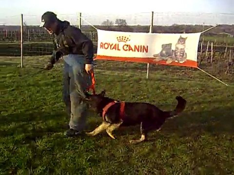 DIXIE des Côteaux du Lys en ring