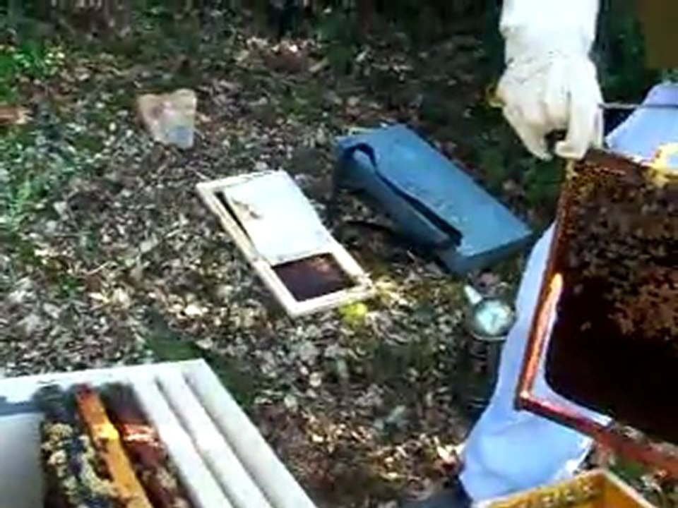 Mise en place de l'essaim dans la ruche