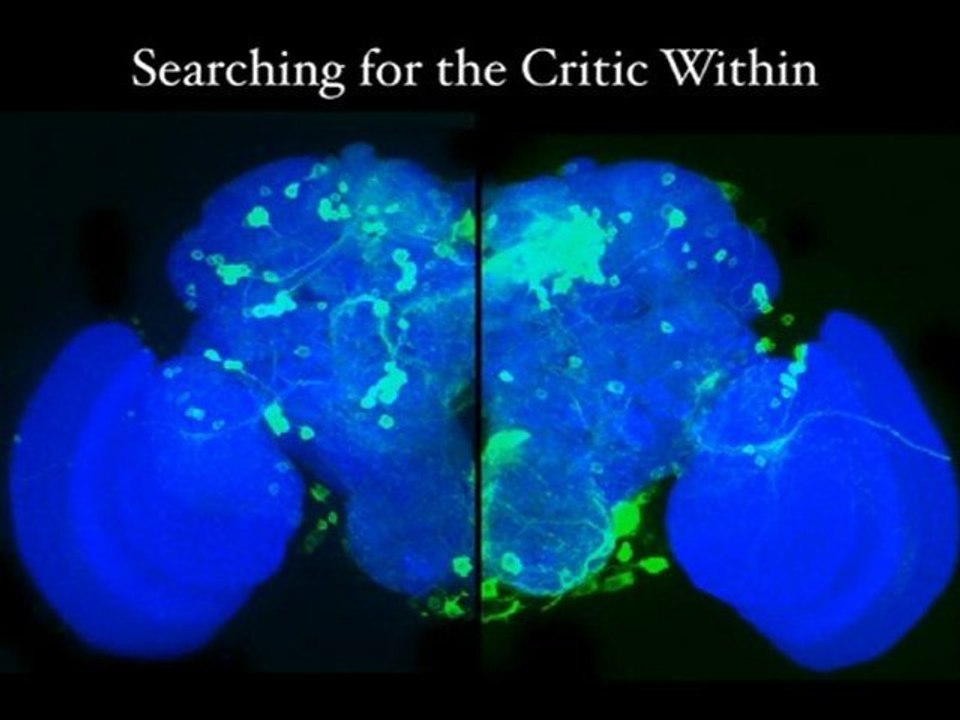 Excelerol - Brain Vitamins | Gero Miesenboeck-Part-3