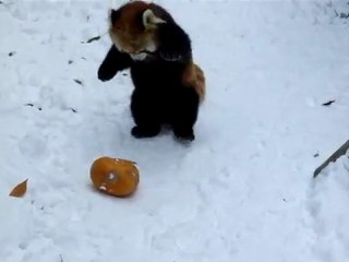 Un panda roux joue avec une citrouille