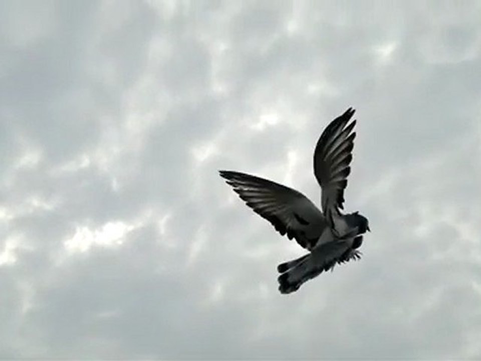 güvercin.100 metre 33 takla videosu 05354829474 FERDİ BAYRAK,,TRABZONLU