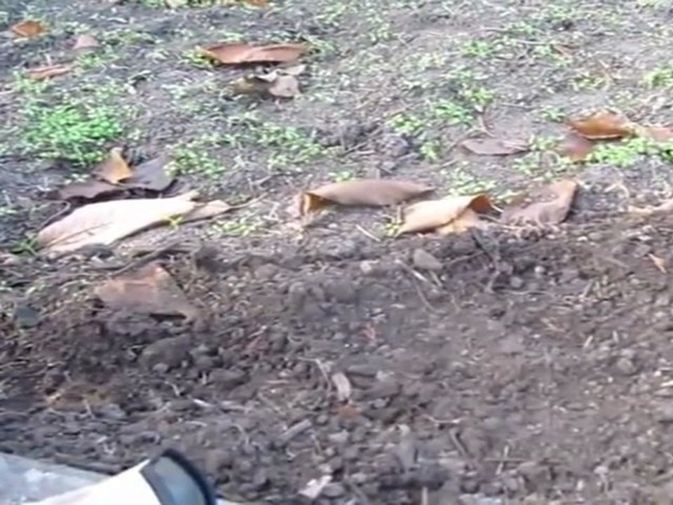 B1-B2 Hörvertsehen Bauernregel zu Unkraut