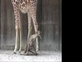 Yavru Zürafanın İlk Adımları