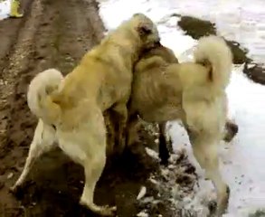 Piskopat karabas