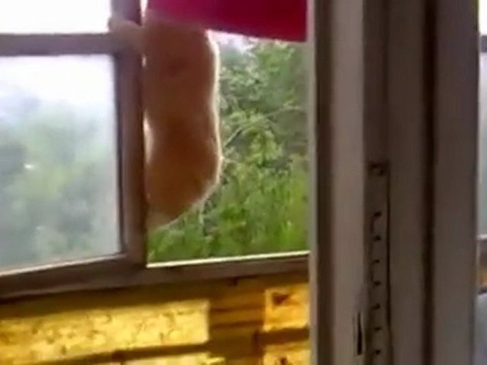 Katze-klettert-durch-Fenster-im-6. Stock