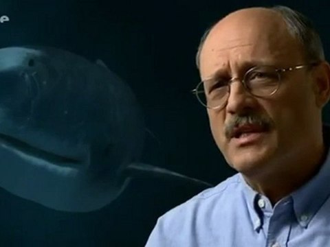 Vor 4 Millionen Jahren - Megalodon_Der Killer der Tiefsee