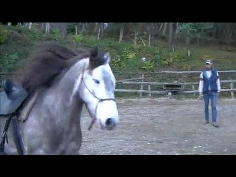 Les 7 jeux de Parelli