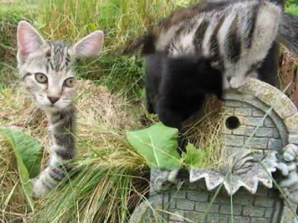 Mimi Kiki Péguy Ratoune ! Mes petits chats
