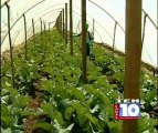 Reportaje sobre el uso de macrotúnel en hortalizas orgánicas. ASOPROL. Programa AGROCAMPO. Canal 10.