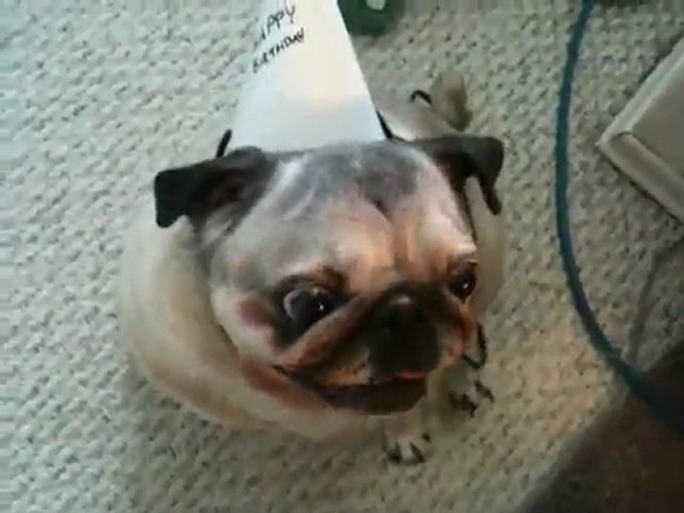 Pug Happy Birthday message