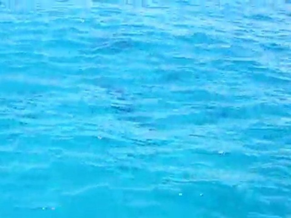 Dauphins à Kendec