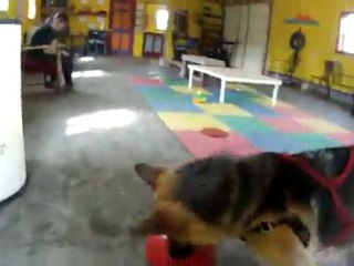 Max and Boomer Balls