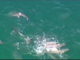 Grupo de tiburones hambrientos causa evacuación en una playa de Australia