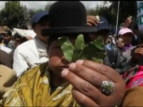 Seguidores de Evo Morales mastican hoja de coca para apoyar campaña en la ONU