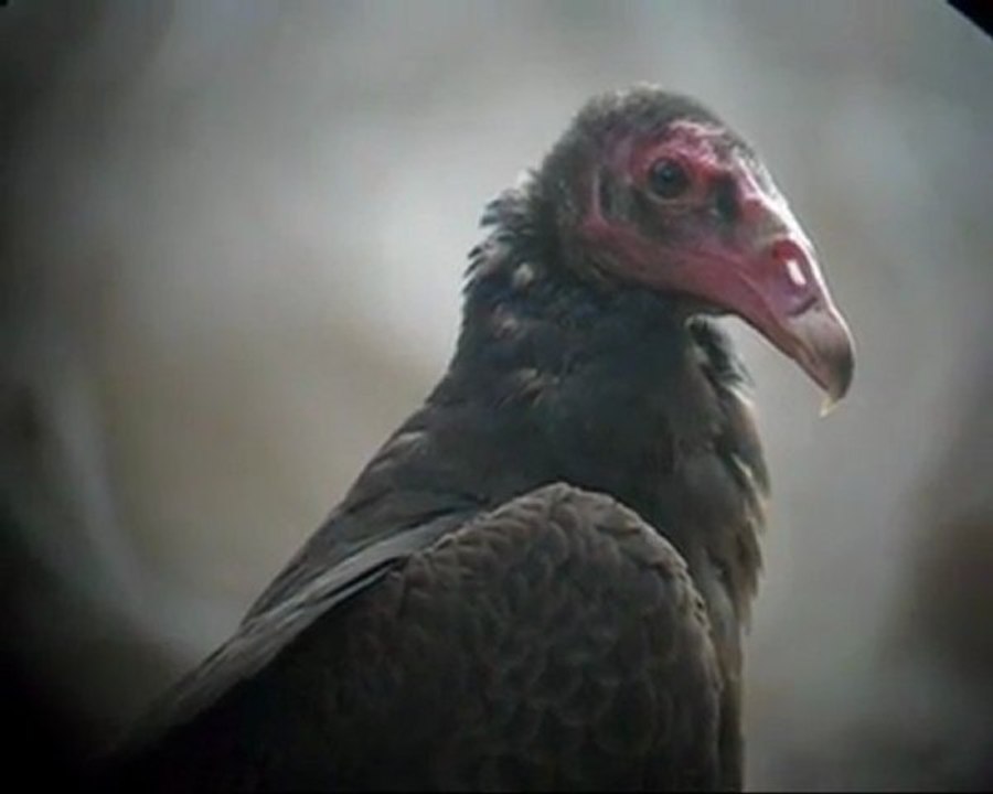 Turkey Vulture (Cathartes aura)