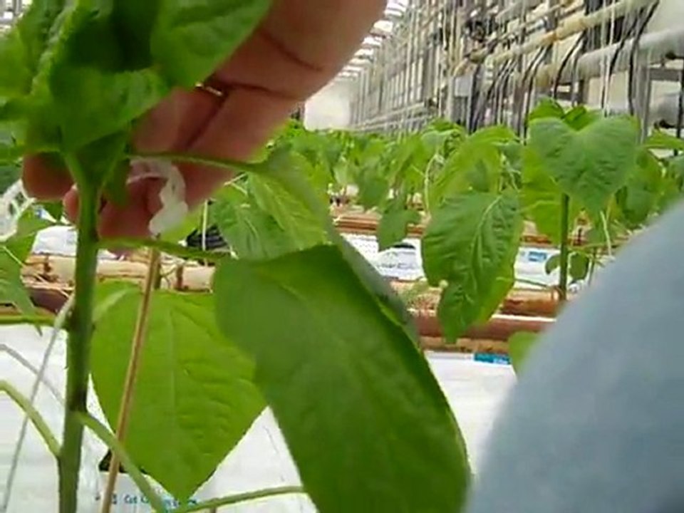How To Plant Peppers: clipping.