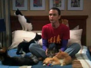 Big Bang Theory Sheldon n Cats
