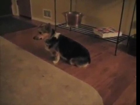Voice activated Corgi