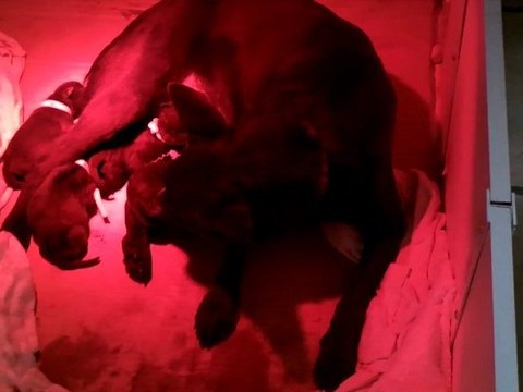 Les petits de Dakota - la naissance / Dakota pups - the birth