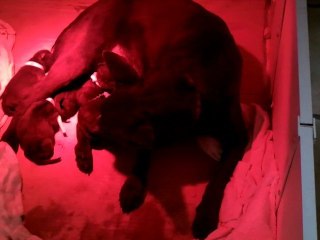 Les petits de Dakota - la naissance / Dakota pups - the birth