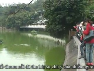 Rùa hồ Gươm nổi