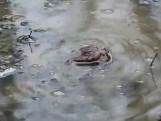 grenouille contre salamandre