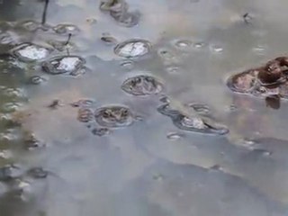 grenouille contre salamandre