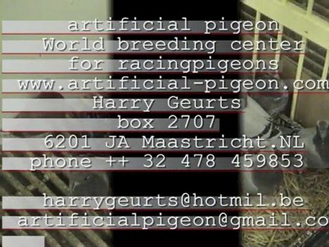 Artificial pigeon,world breedingcenter for racingpigeons by Harry Geurts C 2012 Belgium