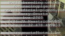 Artificial pigeon,world breedingcenter for racingpigeons by Harry Geurts  C 2012 Belgium